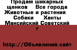 Продам шикарных щенков  - Все города Животные и растения » Собаки   . Ханты-Мансийский,Советский г.